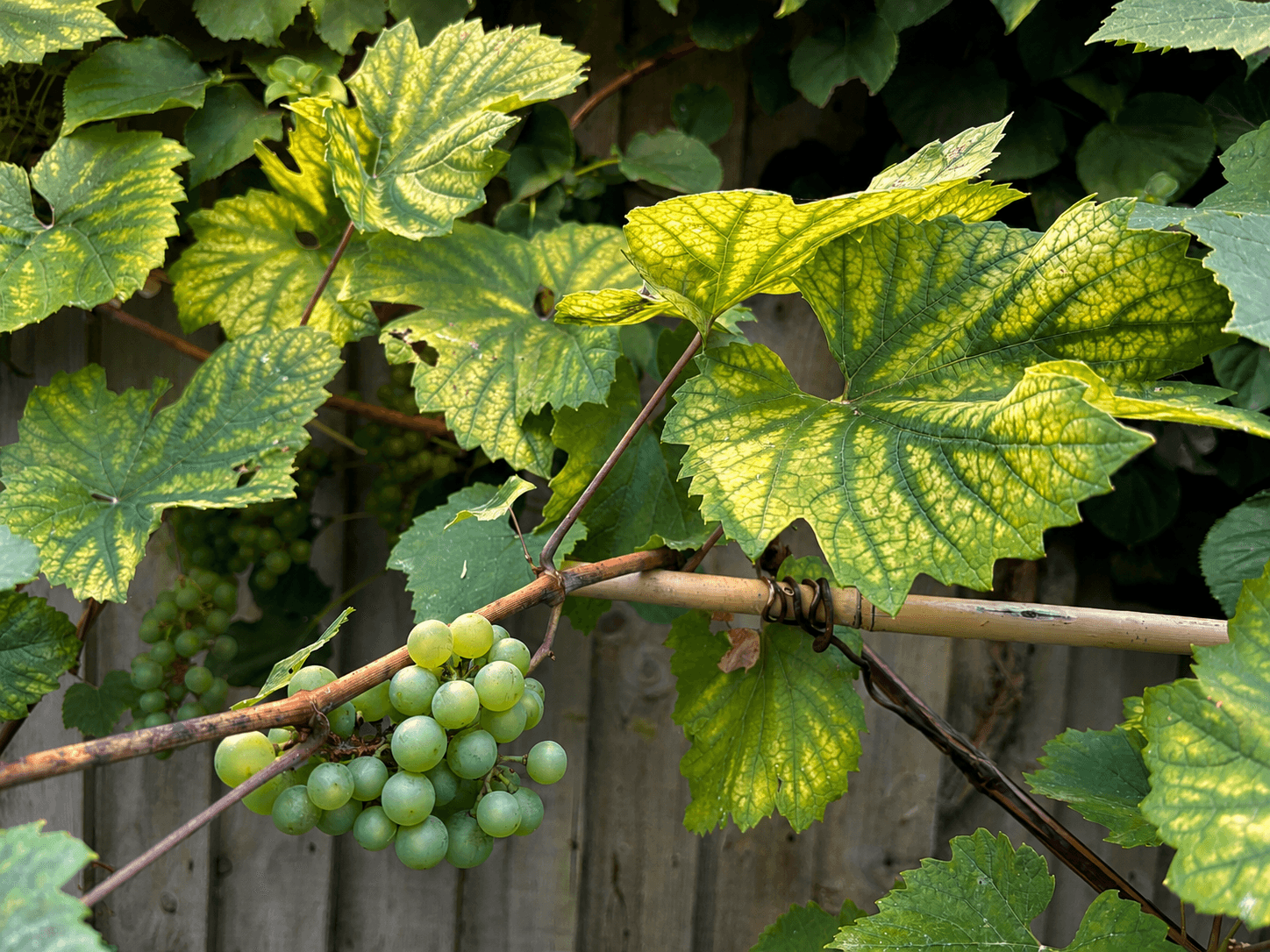 Sunlit green grape leaves and young grapes on a vine, suggesting early signs of seasonal change.